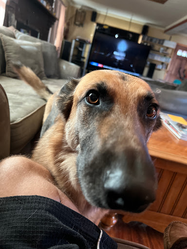 Hollidaysburg Animal Clinic