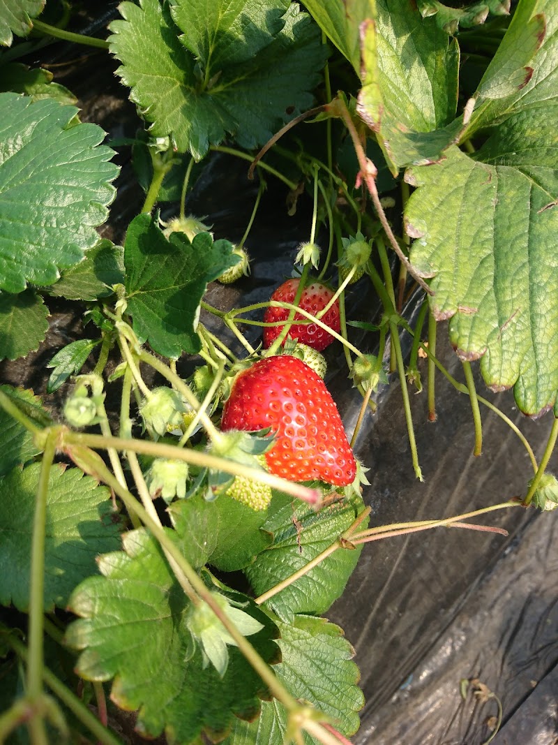 Jaはが野 井頭観光いちご園 栃木県真岡市上大田和 農場 飲食店 グルコミ