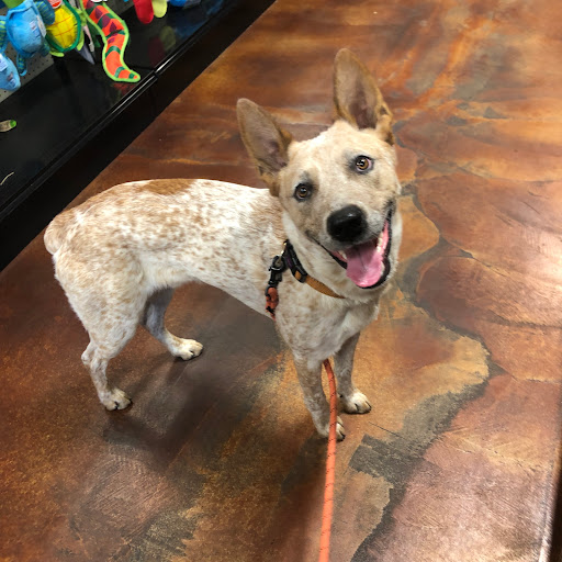 Pet Store «Choice Pet Market», reviews and photos, 2915 W Ray Rd, Chandler, AZ 85224, USA