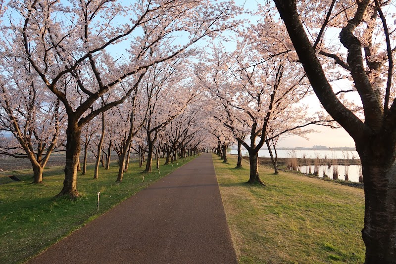 木場潟公園 桜並木