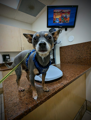 VCA Jordan River Animal Hospital image