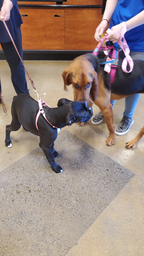 Pet Supply Store «PetSmart», reviews and photos, 10 Hazard Ave, Enfield, CT 06082, USA