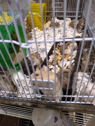 Pet Store «El Granero Pet Shop», reviews and photos, 15700 Atlantic Ave, Compton, CA 90221, USA