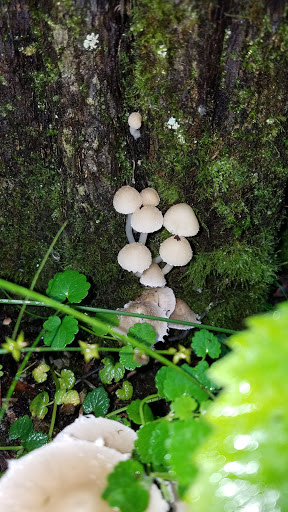 Nature Preserve «Goodenow Grove Nature Preserve», reviews and photos, 27064 Dutton Rd, Beecher, IL 60401, USA