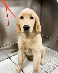 Scenthound Overland Park - Photo 8 - Car repair in Overland Park, KS, Overland Park