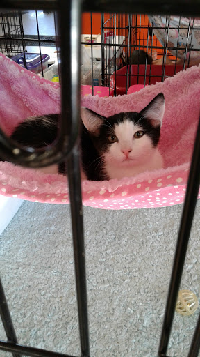 Pet Supply Store «Unleashed by Petco», reviews and photos, 4821 Lankershim Blvd, North Hollywood, CA 91601, USA