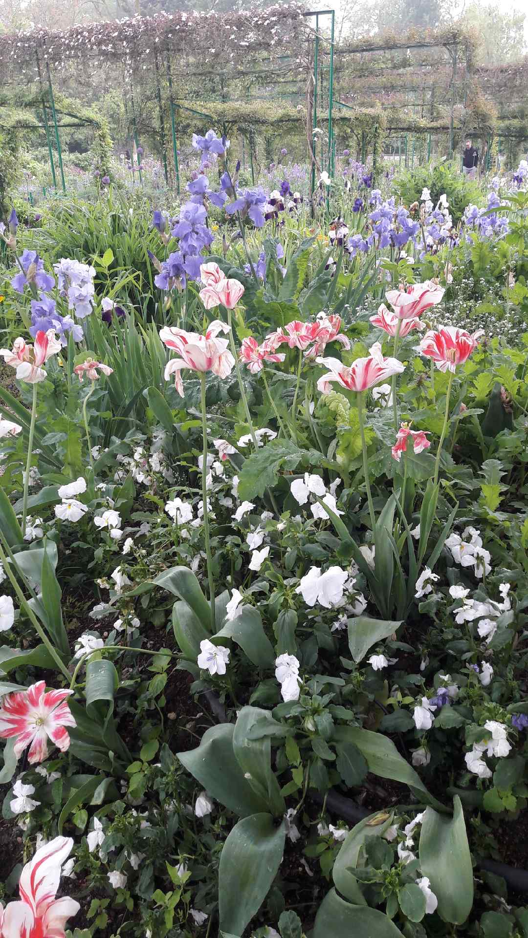 Photo n° 9 de l'avis de Olive.. fait le 19/05/2019 à 15:09