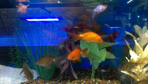 Aquarium «Old Orchard Aquarium», reviews and photos, 9235 Skokie Blvd, Skokie, IL 60077, USA