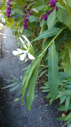 Museum «Heyward-Washington House», reviews and photos, 87 Church St, Charleston, SC 29403, USA