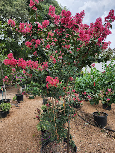 Landscaper «Wilson Landscape Nursery and Florist», reviews and photos, 14650 Bandera Rd, Helotes, TX 78023, USA