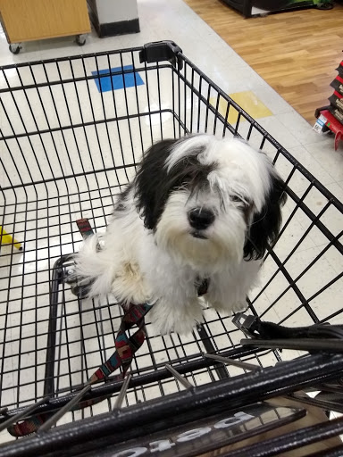 Pet Supply Store «Petco Animal Supplies», reviews and photos, 6220 95th St, Oak Lawn, IL 60453, USA