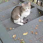 Photo n°4 de l'avis de Bri. fait le 20/06/2023 à 18:38 sur le  Magia del Turano à Posticciola