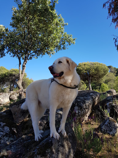 Centro Veterinario Sotivet Sl en Sotillo de la Adrada