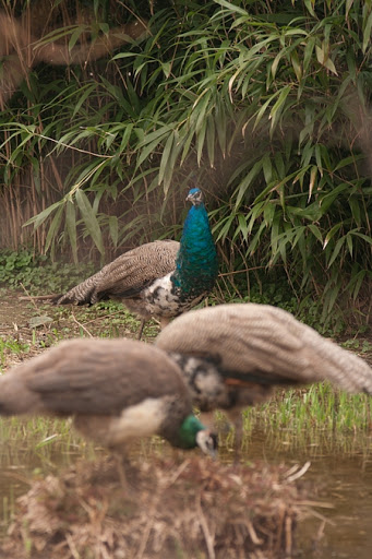 Golf Club «Dyker Beach Golf Course», reviews and photos, 1030 86th St & 7th Ave, Brooklyn, NY 11228, USA