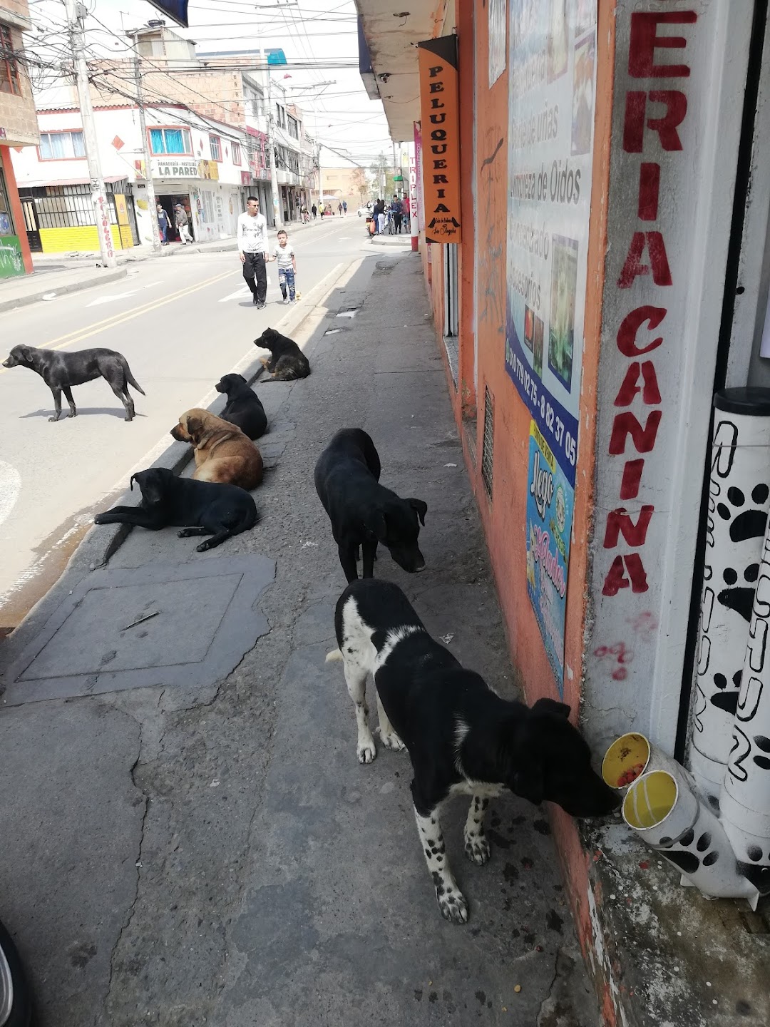 Consultorio Veterinario Mechudos Dogs