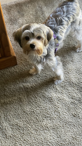 Pet Supply Store «PetSmart», reviews and photos, 40451 Lowes Ave, Gonzales, LA 70737, USA