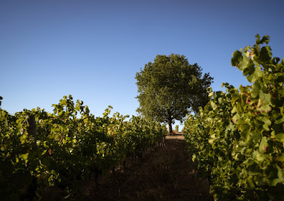 Domaine de Perreau - EARL Vignobles Reynou à Saint-Michel-de-Montaigne