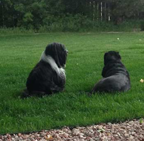 Catherine's Pet Care Services - Photo 4 - Car repair in , Aurora