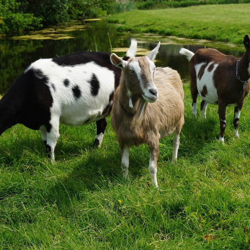 Kinderboerderij Klaverweide