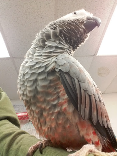 Pet Store «Adventure Birds of Bon Aqua», reviews and photos, 9600 TN-46, Bon Aqua, TN 37025, USA