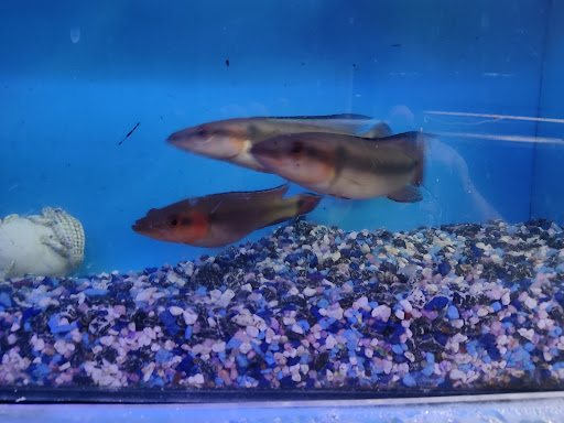 Aquarium «P&P Tropical Fish», reviews and photos, 5020 Ball Rd, Cypress, CA 90630, USA