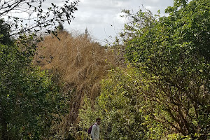 Calypso Walking Track