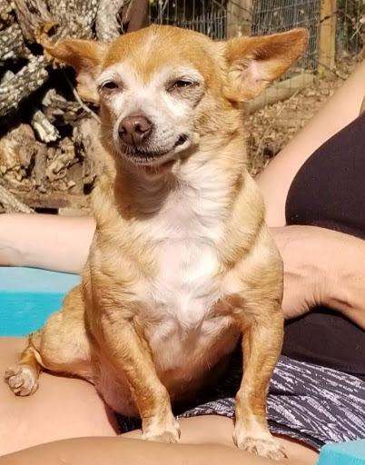 Pet Supply Store «Petco Animal Supplies», reviews and photos, 3194 FM407, Highland Village, TX 75077, USA