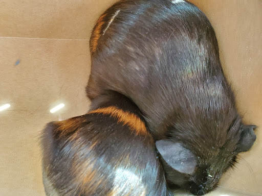 Pet Supply Store «Petco Animal Supplies», reviews and photos, 1500 N Town E Blvd, Mesquite, TX 75150, USA