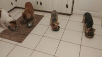 Leash and Collar Pet Care - Photo 9 - Car repair in , Lubbock