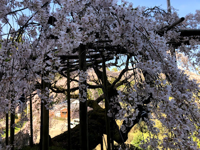 瀧蔵神社の権現桜(県指定天然記念物)