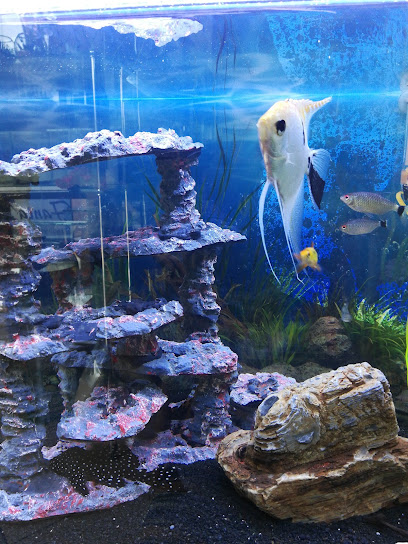 Fantasea Aquarium and Pet