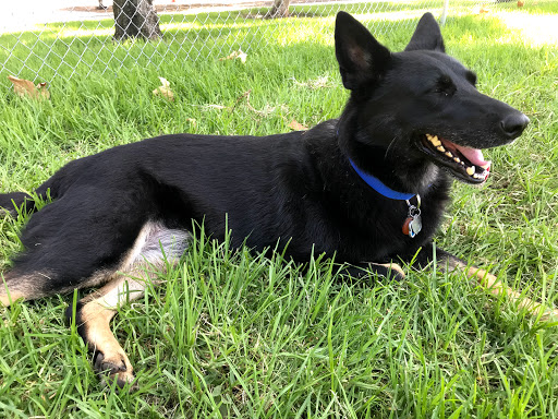 Westside German Shepherd Rescue of Los Angeles