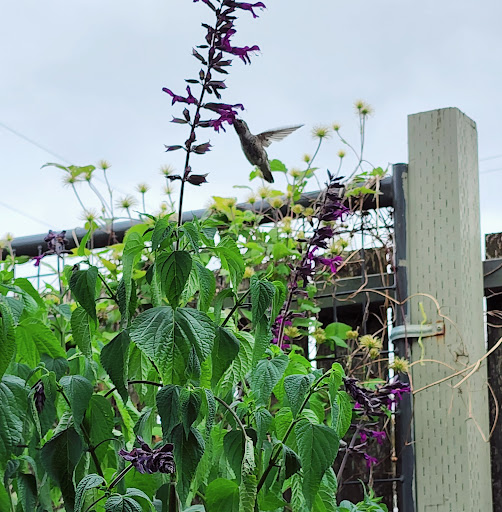 Winery «Chehalem Winery Tasting Room & The Backroom», reviews and photos, 106 S Center St, Newberg, OR 97132, USA