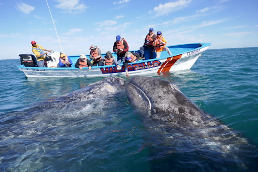 Whale watching tour agency North Las Vegas