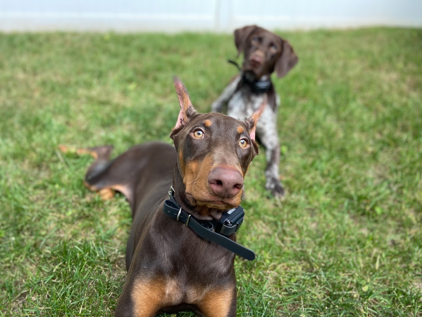 Ruff Haus K9 Training