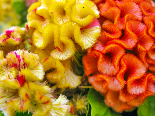 Gourmet Grocery Store «Eastern Market», reviews and photos, 225 7th St SE, Washington, DC 20003, USA