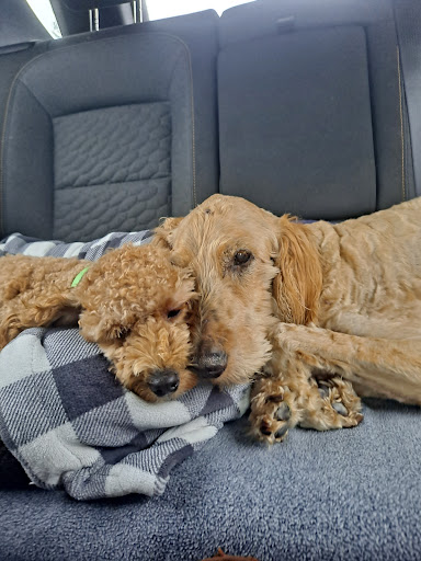 Wright Veterinary Services