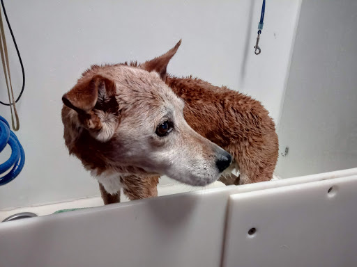 Pet Store «Super Dogs & Cats», reviews and photos, 380 Elm St, Biddeford, ME 04005, USA