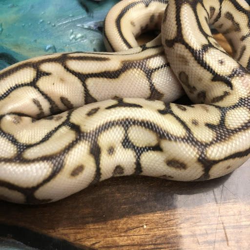 Pet Store «Land And Sea Exotic Pets», reviews and photos, 785 Seaboard Dr Ste 202, Dallas, GA 30132, USA