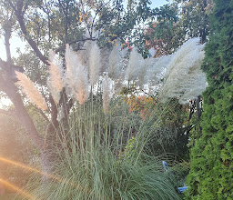 Gartenverein Wettbergen \