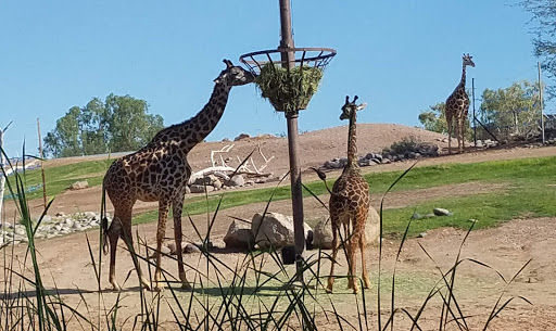 Zoo «Phoenix Zoo», reviews and photos, 455 N Galvin Pkwy, Phoenix, AZ 85008, USA