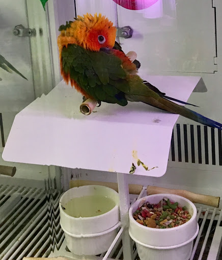 Pet Supply Store «Petco Animal Supplies», reviews and photos, 9350 US 49 a, Gulfport, MS 39503, USA