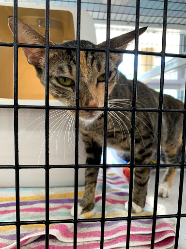 Pet Supply Store «Pet Supermarket», reviews and photos, 1125 Royal Palm Beach Blvd, Royal Palm Beach, FL 33411, USA