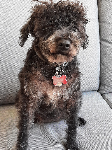 Clínica Veterinaria Benalvet en Benalmádena