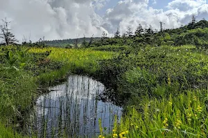 芝草平 image