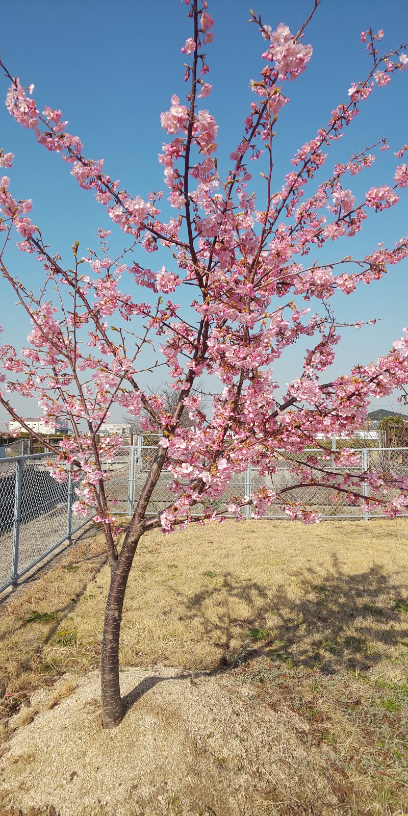 浦安太刀洗公園