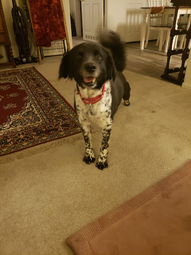 Pet Supply Store «Petco Animal Supplies», reviews and photos, 1415 E Warner Rd, Gilbert, AZ 85296, USA