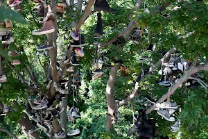 Shoe Tree image