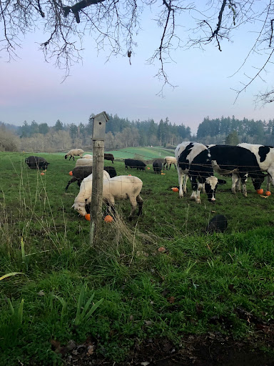 Winery «Lady Hill Winery», reviews and photos, 8400 Champoeg Rd NE, St Paul, OR 97137, USA