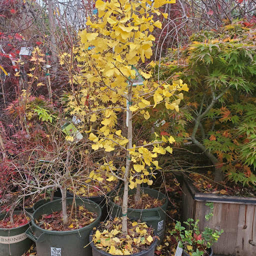 Garden Center «Westminster Nursery & Florist», reviews and photos, 30 Westminster Rd, West Hempstead, NY 11552, USA